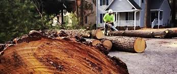 Professional Tree Services in Palos Verdes Estates, CA